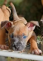 Happy , a female American Bully for sale in Stuart, VA – 2 of 3
