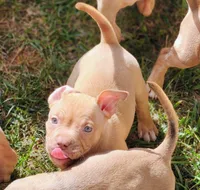 Nova jr , a female American Bully for sale in Stuart, VA – 1 of 2