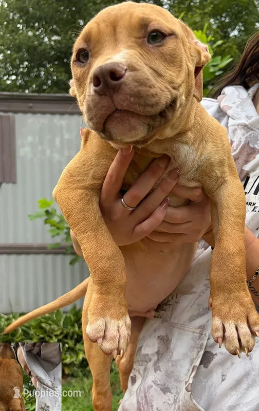 Sneezy  – American Bully puppy for sale in Stuart, VA