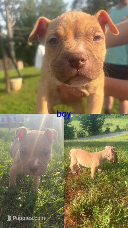 Sneezy  – American Bully puppy on hold in Stuart, VA