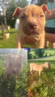 Sneezy , a male American Bully for sale in Stuart, VA – 1 of 6