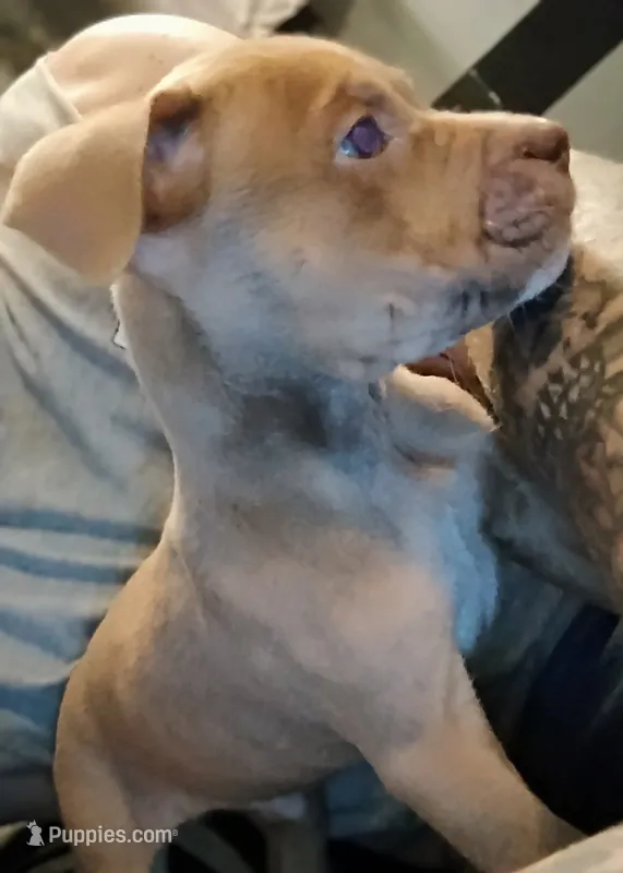 Bashful  – American Bully puppy for sale in Stuart, VA