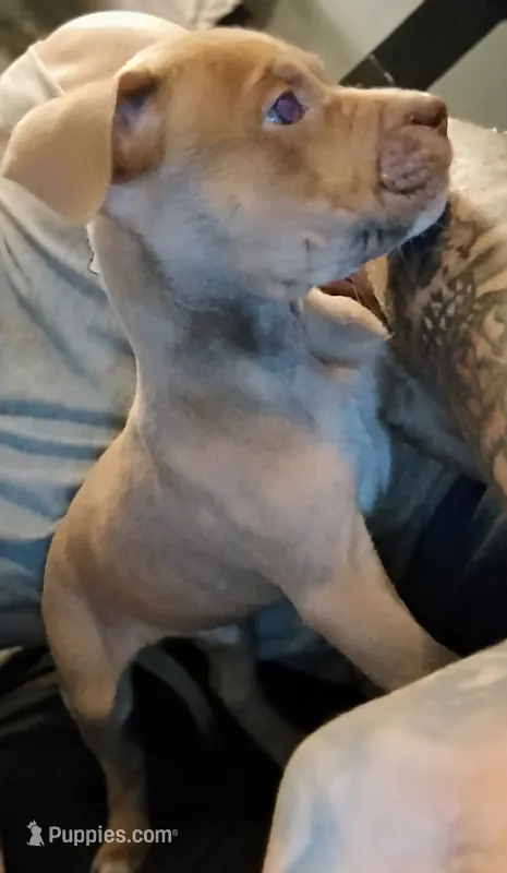 Lilac  – American Bully puppy for sale in Stuart, VA