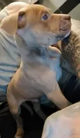 Lilac , a male American Bully for sale in Stuart, VA – 1 of 9