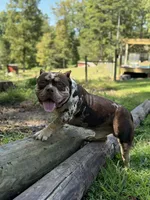 Doc , a female American Bully for sale in Stuart, VA – 2 of 4
