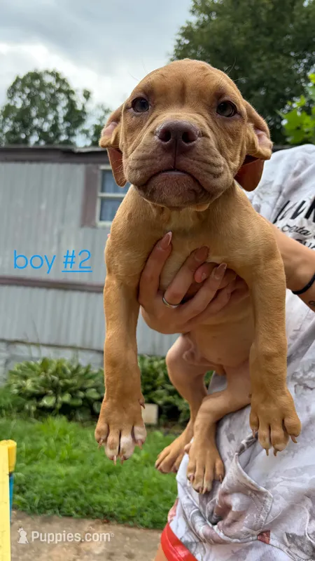 Underbite  – American Bully puppy for sale in Stuart, VA