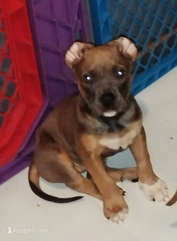 Mohawk  – American Bully puppy for sale in Stuart, VA
