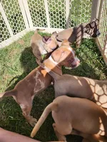 Toes , a male American Bully for sale in Stuart, VA – 5 of 8