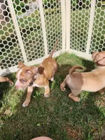 Toes , a male American Bully for sale in Stuart, VA – 3 of 8
