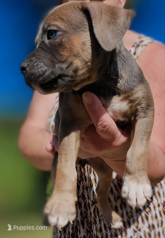 Grumpy – American Bully puppy for sale in Stuart, VA