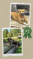 Sleepy , a male American Bully for sale in Stuart, VA – 2 of 2