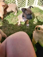 Happy , a female American Bully for sale in Stuart, VA – 3 of 3