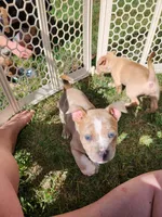 Fatty , a female American Bully for sale in Stuart, VA – 6 of 6