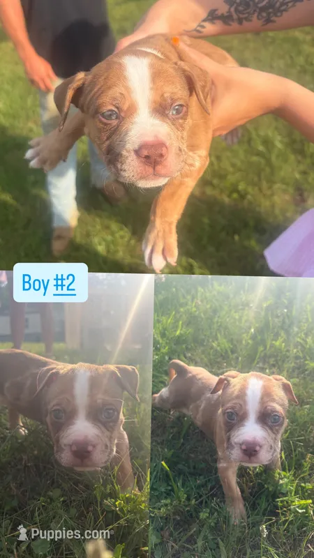 Toes  – American Bully puppy for sale in Stuart, VA