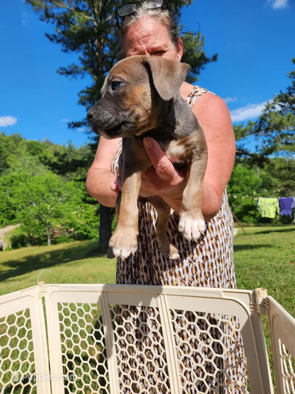 Mohawk  – American Bully puppy for sale in Stuart, VA