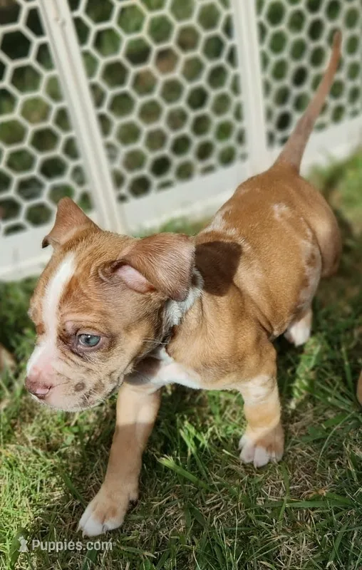 Kratoes  – American Bully puppy for sale in Stuart, VA