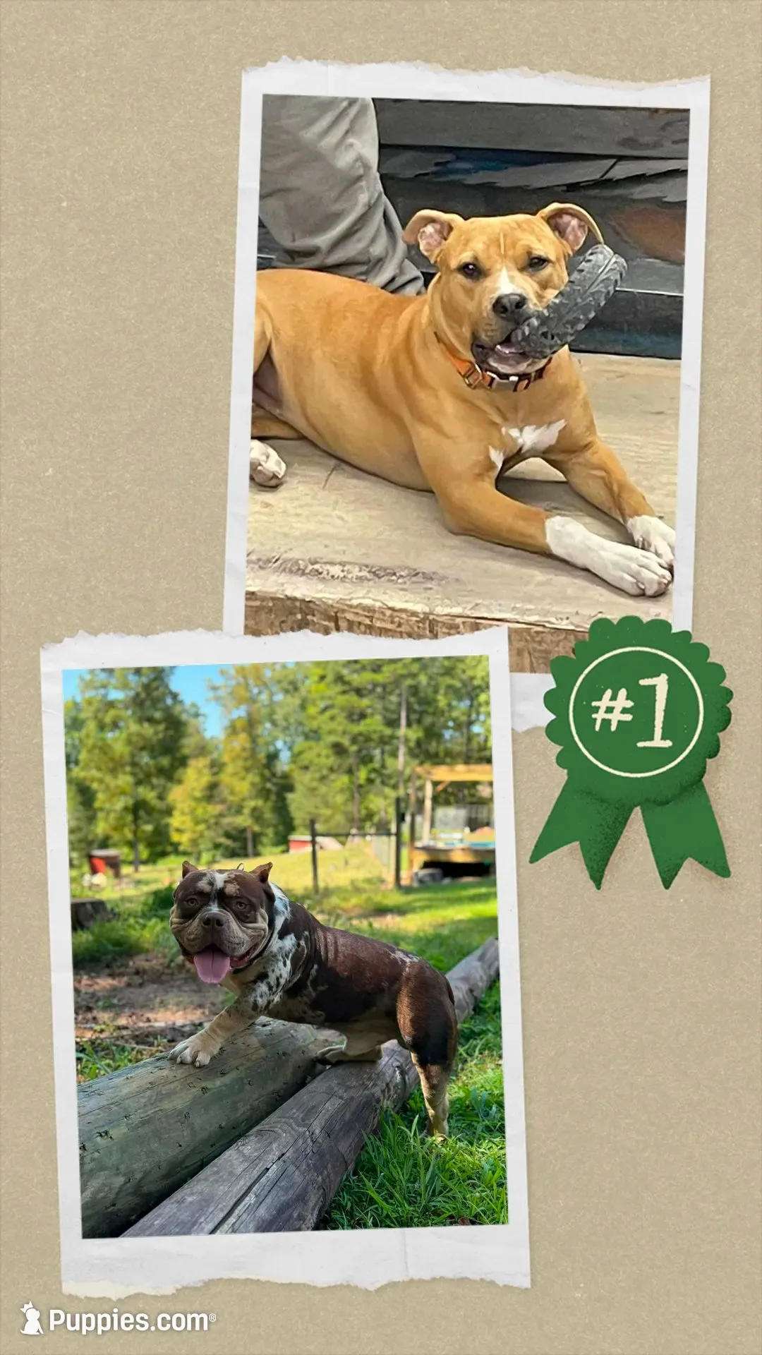 Dopey , a male American Bully for sale in Stuart, VA – 4 of 5