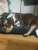 Snow White , a female American Bully for sale in Stuart, VA – 2 of 4