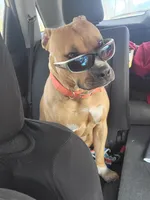 Grumpy, a female American Bully for sale in Stuart, VA – 3 of 4