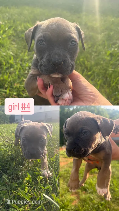 Grumpy – American Bully puppy for sale in Stuart, VA
