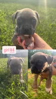 Grumpy, a female American Bully for sale in Stuart, VA – 1 of 4