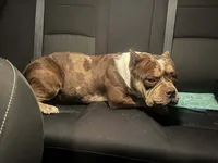 Grumpy, a female American Bully for sale in Stuart, VA – 2 of 4