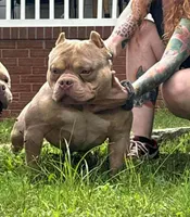 Sneezy , a male American Bully for sale in Stuart, VA – 5 of 6