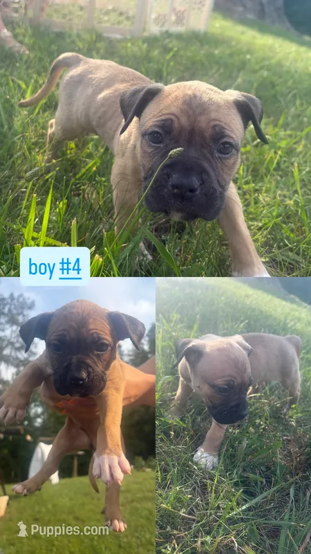 Dopey  – American Bully puppy for sale in Stuart, VA