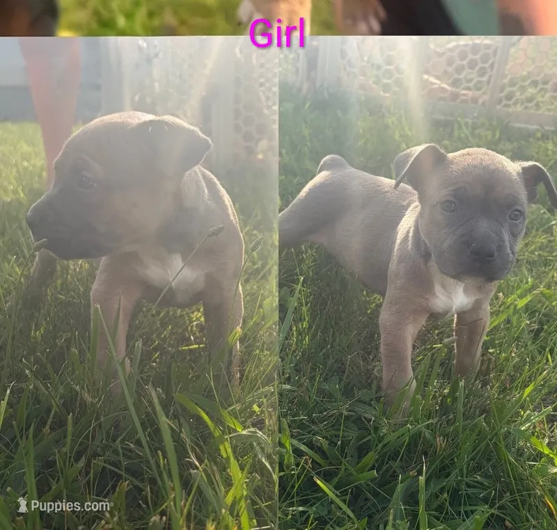 Happy  – American Bully puppy for sale in Stuart, VA