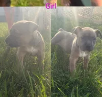 Happy , a female American Bully for sale in Stuart, VA – 1 of 1
