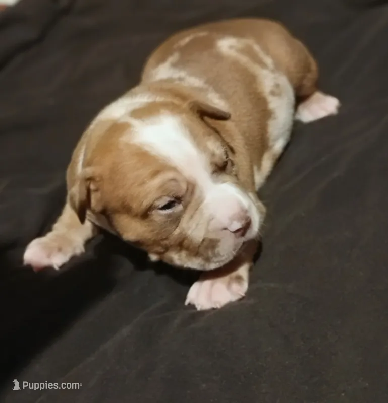 Kratoes  – American Bully puppy for sale in Stuart, VA