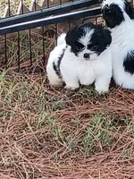 Fur baby, a male Shih Tzu for sale in Cedar Grove, TN – 3 of 4