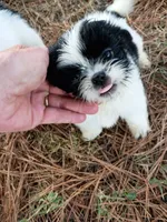 Fur baby, a male Shih Tzu for sale in Cedar Grove, TN – 2 of 4