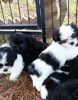 Fur baby, a male Shih Tzu for sale in Cedar Grove, TN – 4 of 4