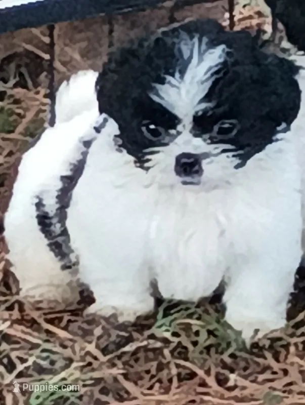 Fur baby – Shih Tzu puppy for sale in Cedar Grove, TN