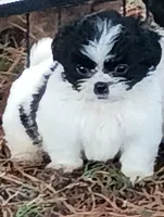 Fur baby, a male Shih Tzu for sale in Cedar Grove, TN – 1 of 4
