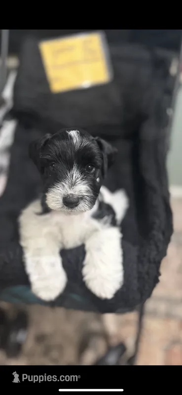 Tymber - AKC – Miniature Schnauzer puppy for sale in Buffalo, MO