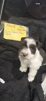 HUCK -AKC-ACA-APRI, a male Miniature Schnauzer for sale in Buffalo, MO – 5 of 9