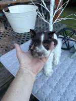 HUCKABEE- AKC-TOY, a male Miniature Schnauzer for sale in Buffalo, MO – 3 of 9