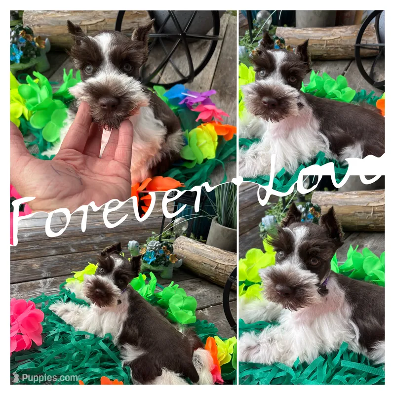 Ainsley  – Miniature Schnauzer puppy for sale in Buffalo, MO