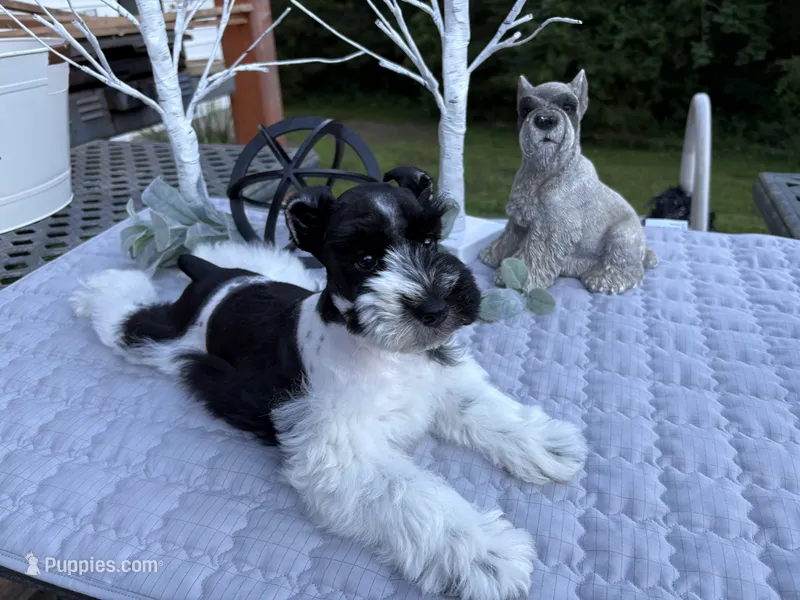 Ruckus -AKC – Miniature Schnauzer puppy for sale in Buffalo, MO