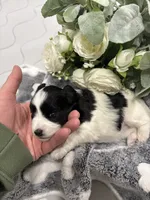 Chandley-AKC, a female Miniature Schnauzer for sale in Buffalo, MO – 7 of 8