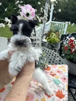 Chandley-AKC- Toy size, a female Miniature Schnauzer for sale in Buffalo, MO – 8 of 9