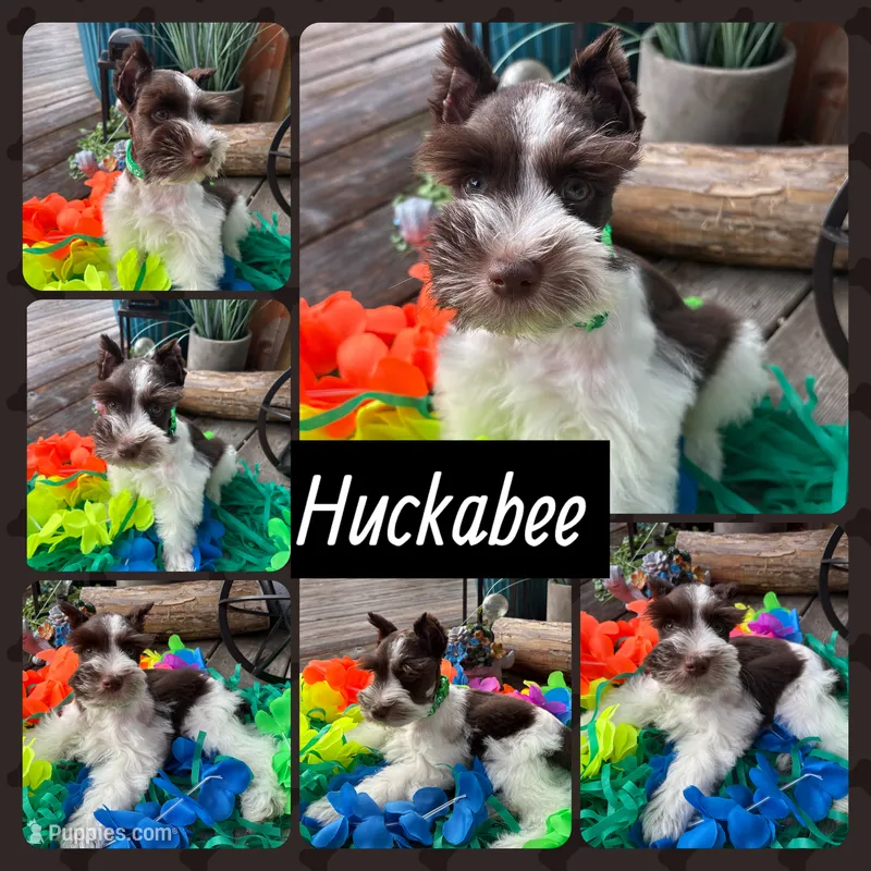 HUCKABEE- AKC-TOY – Miniature Schnauzer puppy for sale in Buffalo, MO