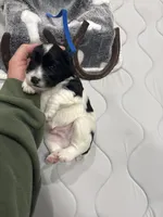 Tymber - AKC, a male Miniature Schnauzer for sale in Buffalo, MO – 3 of 6