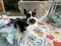Ainsley , a female Miniature Schnauzer for sale in Buffalo, MO – 4 of 6