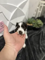 Ainsley-AKC-ACA-APRI, a female Miniature Schnauzer for sale in Buffalo, MO – 4 of 8