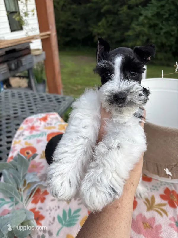 Chandley-AKC- Toy size – Miniature Schnauzer puppy for sale in Buffalo, MO