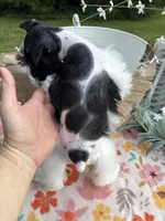 Chandley-AKC- Toy size, a female Miniature Schnauzer for sale in Buffalo, MO – 4 of 9