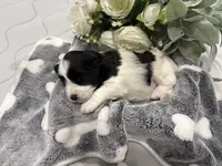 Chandley-AKC, a female Miniature Schnauzer for sale in Buffalo, MO – 8 of 8